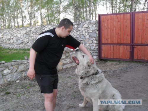 Крупные хищники