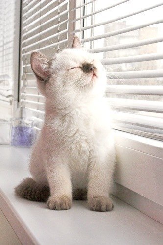 Коты и Кошки