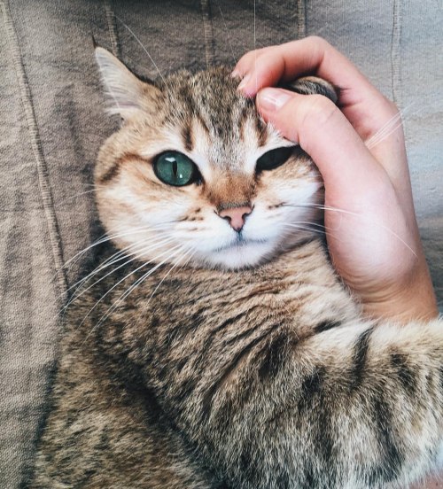 Коты и Кошки