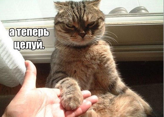 Пойдете ли вы на выборы?