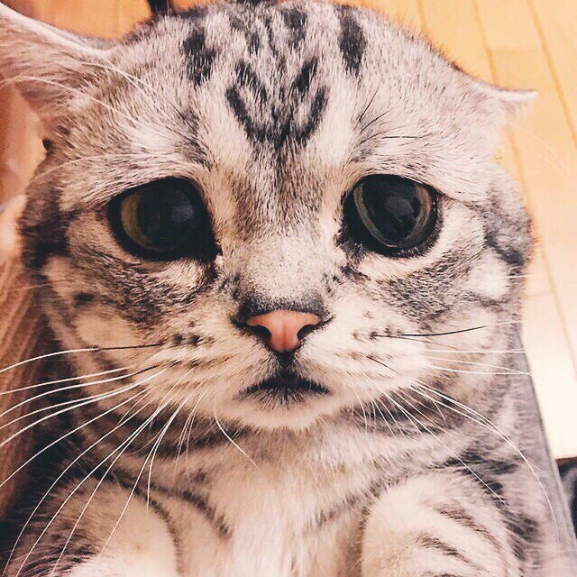 Кот без прикрас