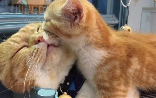 Прикольных котов пост