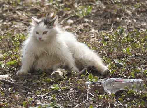 Прикольные коты на среду! ОЧЕНЬ МНОГО!