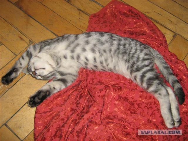 Котовторник  на  ЯПлакалъ