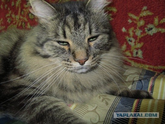Котовторник, для любителей кошек