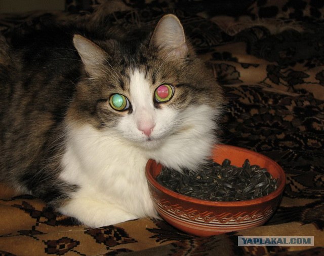 Котовторник! 08.11.11