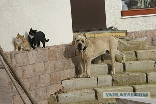 Котовторник (07.02.2012)