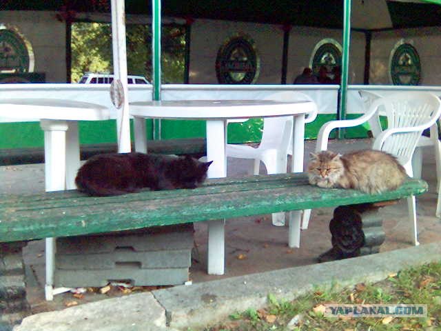 КОТОВТОРНИК (6.03.2012)