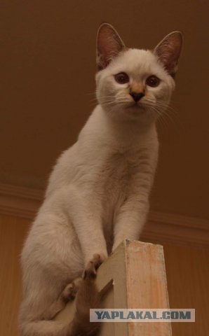 Котовторник! 13.03.2012