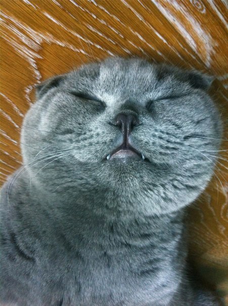 Котовторник   5.06.2012