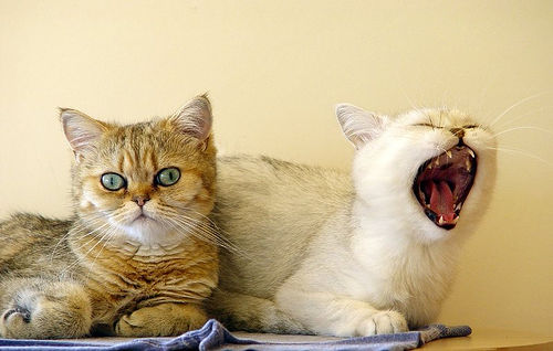 Котовторник однако