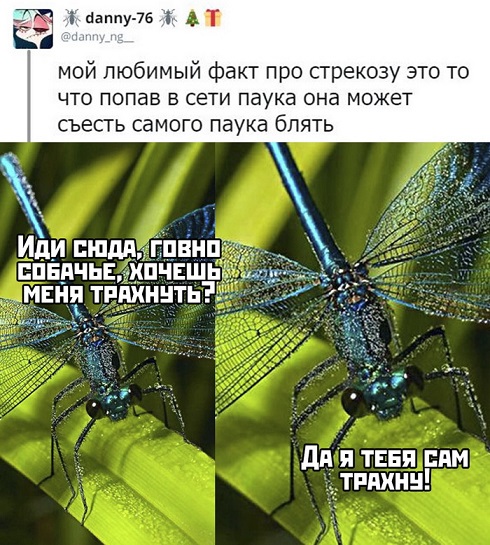 Немного картинок для настроения 13.12.19