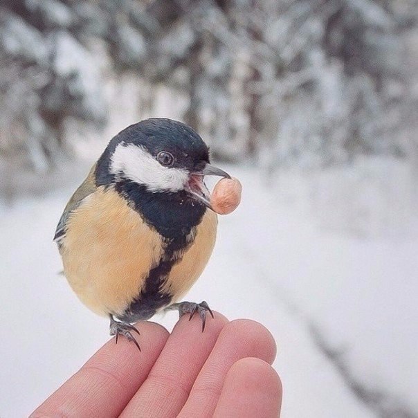 Живность из сети