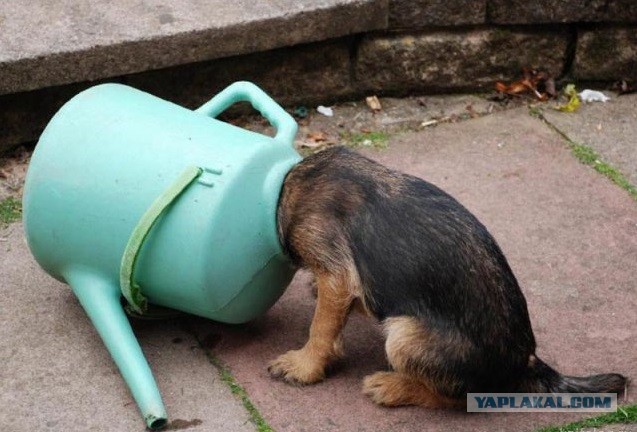 Животные неудачи