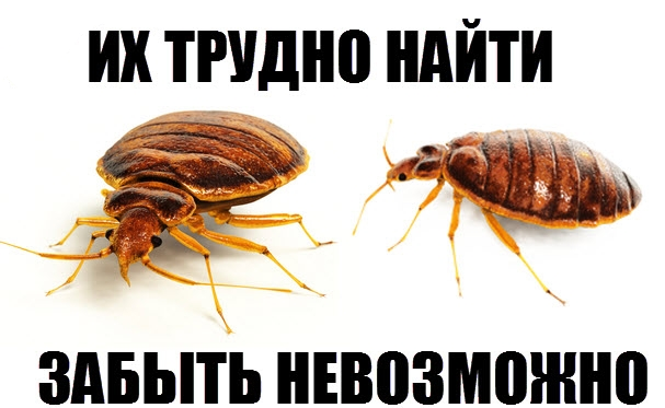 Что за насекомое?