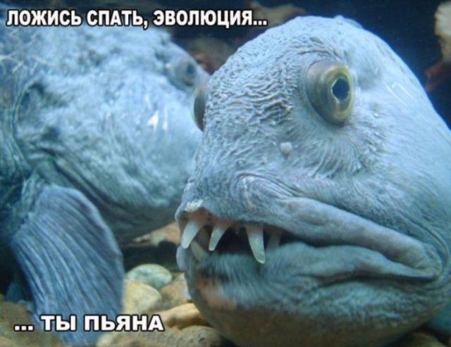 Картинки разные для поднятия настроения