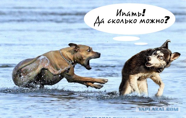 Фотожаба: Хозяин! Ты что делаешь?!