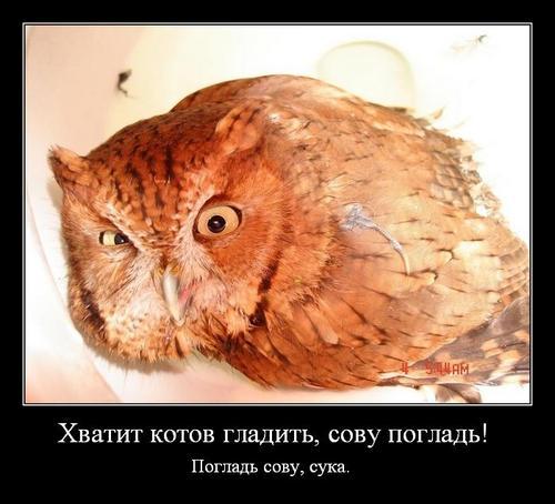 Любвеобильные совы