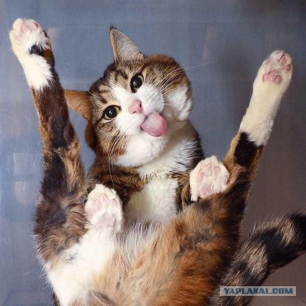 К котофторнику