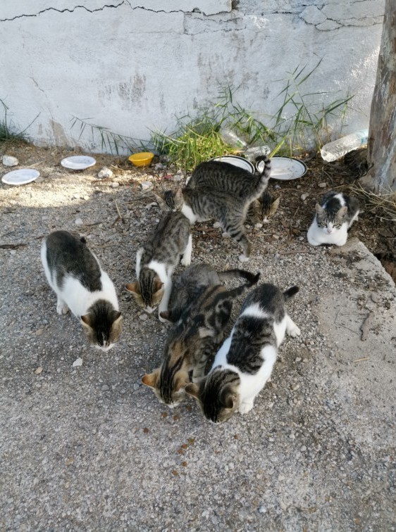 Кошаки. Греческие