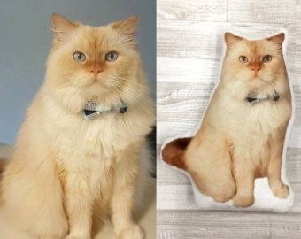 Котейке подарили подушку