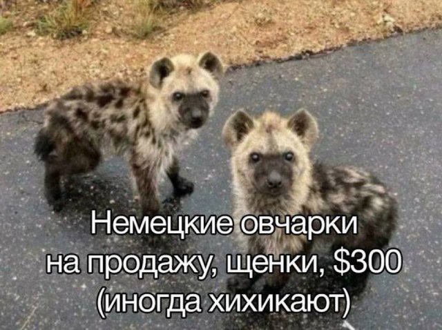 Никакие картинки и тексты