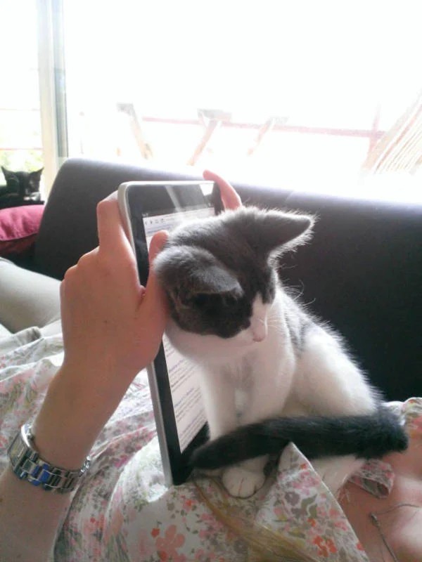 Котики тоже любят читать