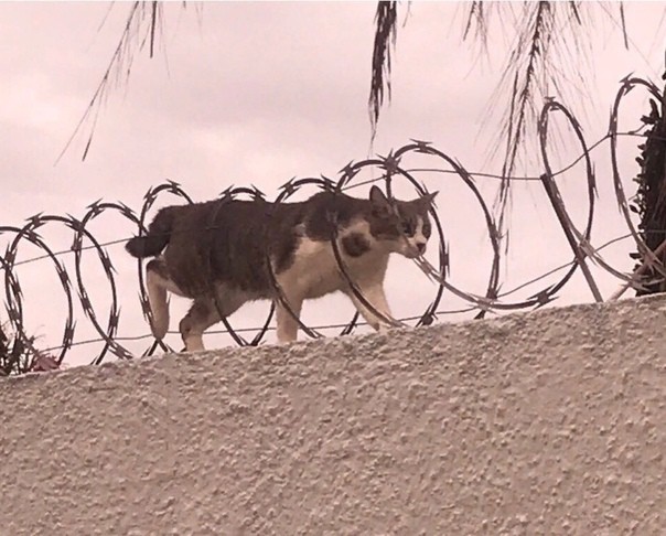 Киллера доставили в Москву