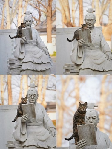 Возлюби кота ближнего своего