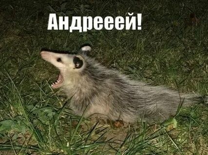 Так себе картинки 27.06.26