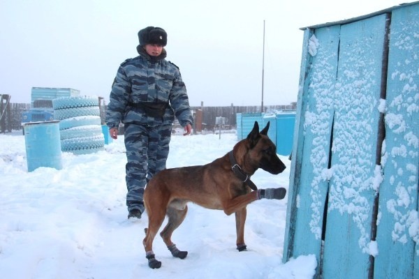 Псы режима