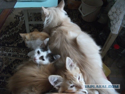 Котейка, который не знает как лежат котейки