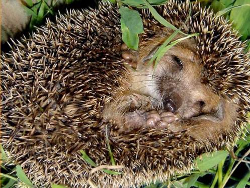 КОКОС-1001.6