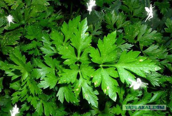 Переезжаем на чердак?