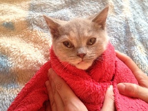 Котовторник 4.02.2014