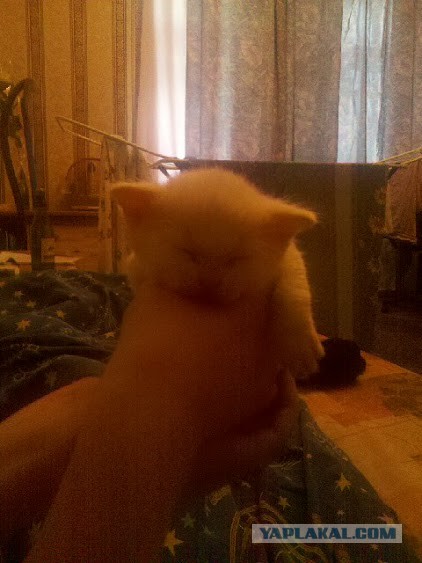 Как я вскармливал котенка без кошки