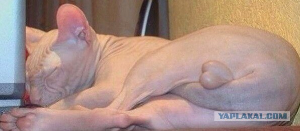 Всё, мне походу пистец!