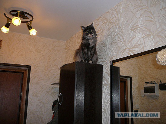 Котовторник 02.09.2014