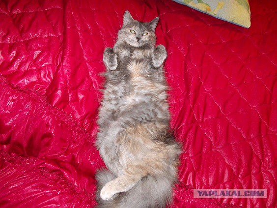 Котовторник 30.09.2014