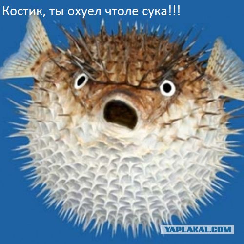 Просто беда с рыбой. Нужен совет...
