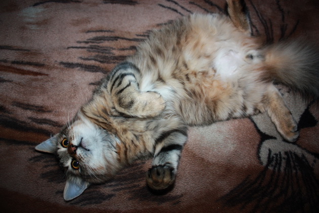 Котовторник