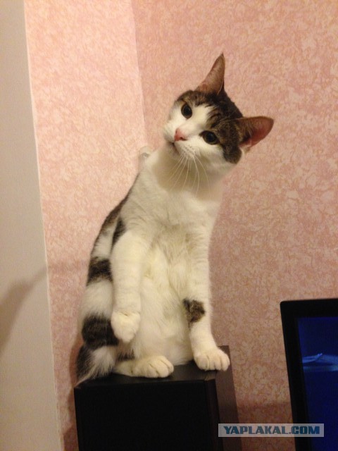 Новогодний котовторник,05.01.16.