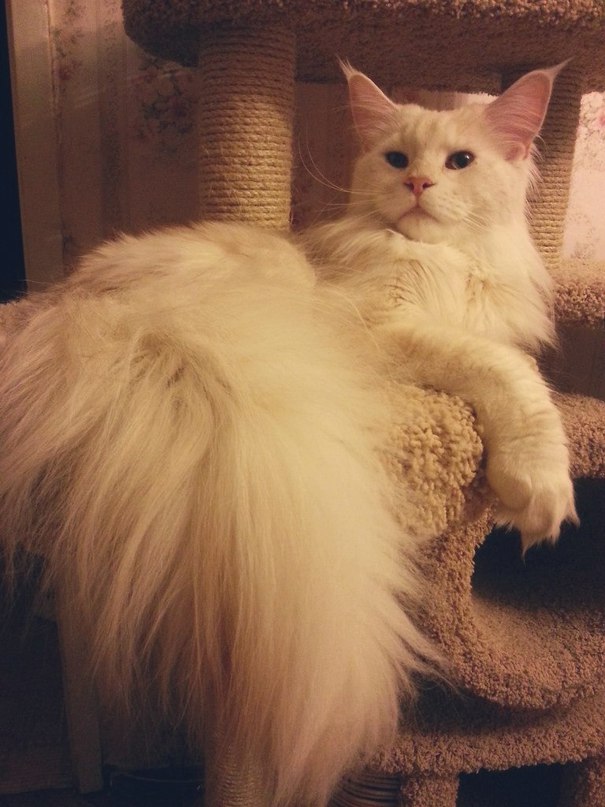 Котовторник