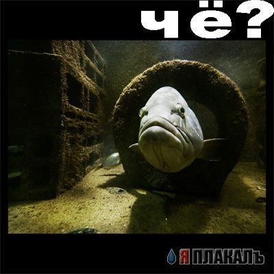 Уже да :) Ужо пятнецца...