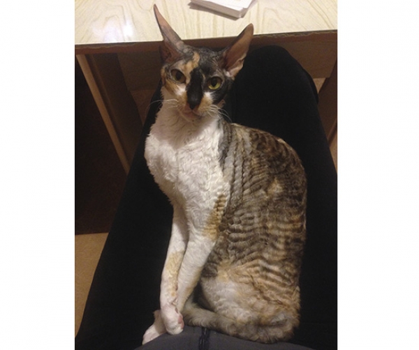 Котовторник  01.03.2016
