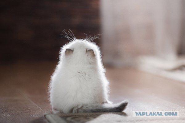 Котовторник  01.03.2016