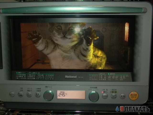 Коты Среды
