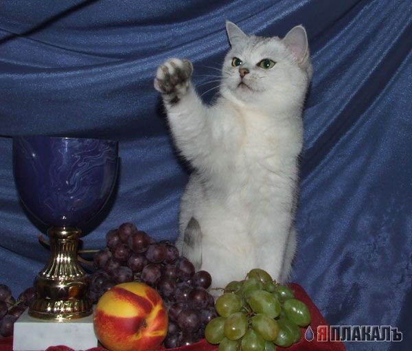 Коты, кошки, котята