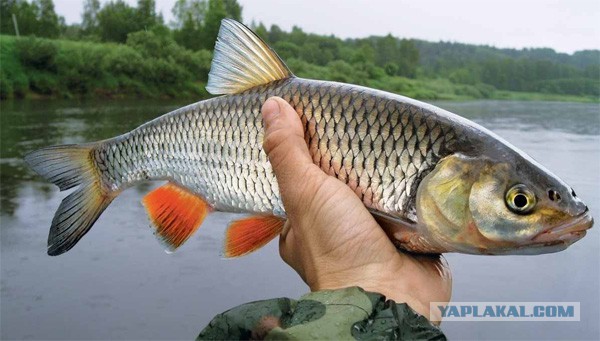 Рыбное изобилие Чернобыля