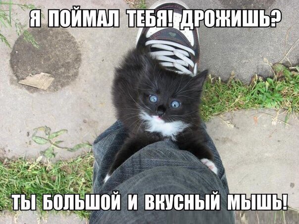 Картинки из интернетов